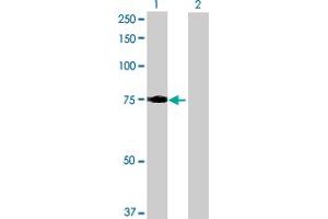 Western Blot analysis of LRCH3 expression in transfected 293T cell line by LRCH3 MaxPab polyclonal antibody. (LRCH3 antibody  (AA 1-712))