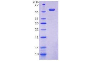 SDS-PAGE (SDS) image for Lectin, Galactoside-Binding, Soluble, 13 (LGALS13) (AA 1-139) protein (His tag,GST tag) (ABIN1980940) (LGALS13 Protein (AA 1-139) (His tag,GST tag))