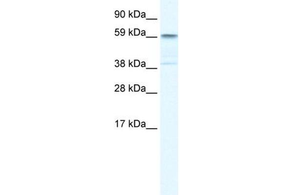 TRIM41 antibody  (C-Term)