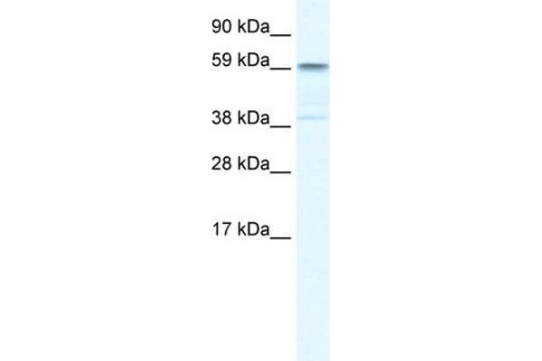 TRIM41 antibody  (C-Term)