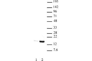 Histone H3 acetyl Lys9 antibody (mAb) tested by Western blot. (Histone 3 antibody  (acLys9))