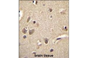 S100A1 Antibody (C-term) (ABIN655724 and ABIN2845172) immunohistochemistry analysis in formalin fixed and paraffin embedded human brain tissue followed by peroxidase conjugation of the secondary antibody and DAB staining. (S100A1 antibody  (C-Term))