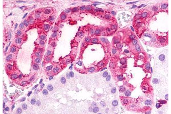 GPR175 antibody  (Cytoplasmic Domain)