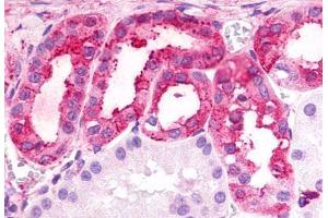 Anti-TPRA1 / GPR175 antibody  ABIN1049424 IHC staining of human kidney.