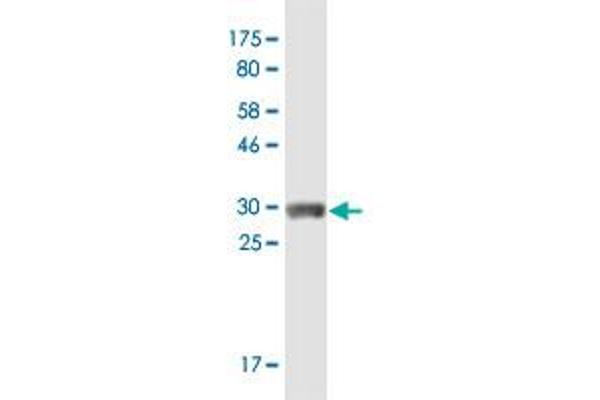 MAGEA5 antibody  (AA 60-124)