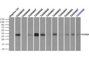 Image no. 7 for anti-Fc Fragment of IgG, Low Affinity IIa, Receptor (CD32) (FCGR2A) antibody (ABIN1497264)