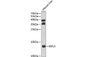 Western blot analysis of extracts of mouse liver, using IGFL3 antibody (ABIN6133430, ABIN6142265, ABIN6142266 and ABIN6222975) at 1:1000 dilution. (IGFL3 antibody  (AA 25-125))
