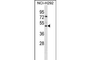 GP2 Antibody (N-term) (ABIN657047 and ABIN2846214) western blot analysis in NCI- cell line lysates (35 μg/lane). (GP2 antibody  (N-Term))