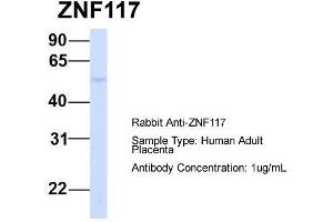 Host:  Rabbit  Target Name:  ZNF117  Sample Type:  Human Adult Placenta  Antibody Dilution:  1. (Zinc Finger Protein 117 antibody  (N-Term))