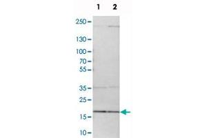 Western blot analysis of cell lysates with MRPL52 polyclonal antibody  at 1:250-1:500 dilution. (MRPL52 antibody)