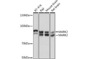 Western blot analysis of extracts of various cell lines, using M Rabbit mAb (ABIN7268397) at 1:1000 dilution. (MARK2 antibody)