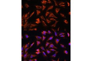 Immunofluorescence analysis of U2OS cells using OCI antibody (ABIN7269077) at dilution of 1:100. (OCIAD2 antibody  (AA 1-99))