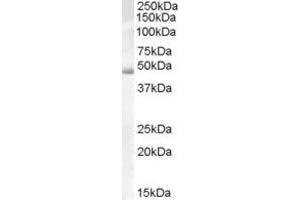 ABIN238621 (0. (Actl7b antibody  (Internal Region))