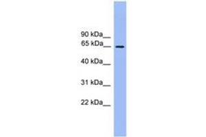 Image no. 1 for anti-Ubiquilin 2 (UBQLN2) (AA 81-130) antibody (ABIN6745296) (Ubiquilin 2 antibody  (AA 81-130))