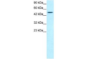 T-Box 19 antibody  (N-Term)