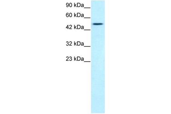 T-Box 19抗体（N-末端）
