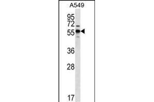 SPNS3 Antibody (C-term) (ABIN656612 and ABIN2845867) western blot analysis in A549 cell line lysates (35 μg/lane).