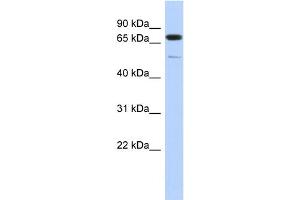 WB Suggested Anti-DMTF1 Antibody Titration:  0. (DMP1 antibody  (Middle Region))