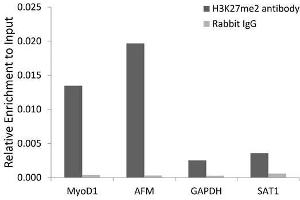 Chromatin immunoprecipitation analysis extracts of 293 cell line, using DiMethyl-Histone H3-K27 antibody. (Histone 3 antibody  (H3K27me))