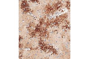 Immunohistochemical analysis of paraffin-embedded human brain tissue using C performed on the Leica® BOND RXm. (OTUD3 antibody  (AA 192-220))