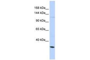 Image no. 1 for anti-Potassium Large Conductance Calcium-Activated Channel, Subfamily M, alpha Member 1 (KCNMA1) (AA 641-690) antibody (ABIN6742721) (KCNMA1 antibody  (AA 641-690))