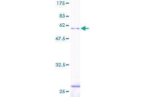 SGTA Protein (AA 1-313) (GST tag)