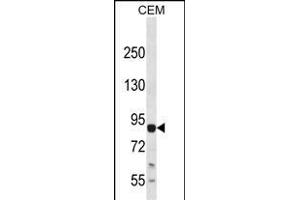 LZK Antibody (C-term) (ABIN652423 and ABIN2842093) western blot analysis in CEM cell line lysates (35 μg/lane). (MAP3K13 antibody  (C-Term))