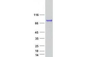 Validation with Western Blot (AMZ1 Protein (Myc-DYKDDDDK Tag))