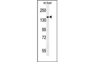 Western blot analysis of PDE6C Antibody (Center) in mouse liver tissue lysates (35ug/lane). (PDE6C antibody  (Middle Region))