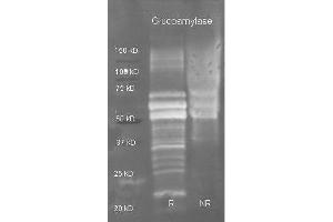 Goat anti Glucoamylase antibody  was used to detect purified glucoamylase under reducing (R) and non-reducing (NR) conditions. (Glucoamylase antibody  (Biotin))
