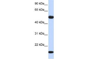 WB Suggested Anti-ADSSL1 Antibody Titration:  0. (ADSSL1 antibody  (Middle Region))