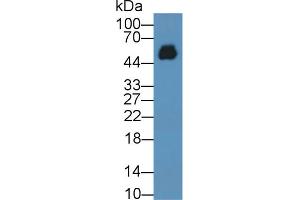 Western Blot; Sample: Human Serum; ;Primary Ab: 2µg/ml Mouse Anti-Human IgG2 Antibody;Second Ab: 0. (Mouse anti-Human IgG2 Antibody)