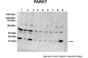 Sample type: 1: Scrambled (20ug)2: Stable DJ1 knockdown SH-SY5Y cell line (20ug)3: Scrambled (20ug)4: ShRNA clone 1 (20ug)5: ShRNA clone 2 (20ug)6: ShRNA clone 3 (20ug)7: ShRNA clone 4 (20ug)8: ShRNA clone 5 (20ug)9: Scrambled (20ug)Primary Dilution:  1:5000Secondary Antibody: anti-goat Ig, alkaline phosphatase conjugated  and anti rabbit alkaline phosphatase  Secondary Dilution: 1:5000Image Submitted By: Shushant JainVU Medical Center (PARK7/DJ1 antibody  (C-Term))