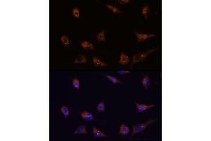 Immunofluorescence analysis of L929 cells using DIP2C antibody (ABIN7266780) at dilution of 1:100. (DIP2C antibody)
