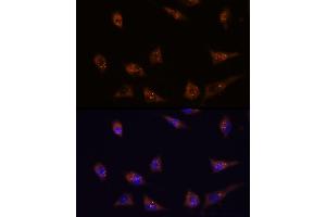 Immunofluorescence analysis of L929 cells using DIP2C antibody (ABIN7266780) at dilution of 1:100. (DIP2C antibody)
