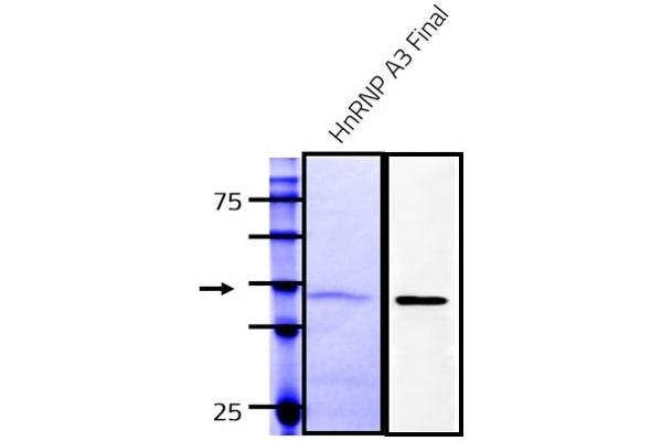 HNRNPA3 Protein (AA 1-378) (Strep Tag)