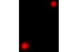 Immunofluorescent analysis of PC4 staining in A549 cells. (SUB1 antibody)