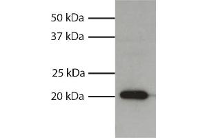Total cell lysates from HL60 cells were resolved by electrophoresis, transferred to PVDF membrane, and probed with Mouse Anti-Human Bax-UNLB secondary antibody and chemiluminescent detection.