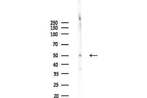 anti-Protein Kinase, CAMP-Dependent, Regulatory, Type II, beta (PRKAR2B) (pSer114) antibody