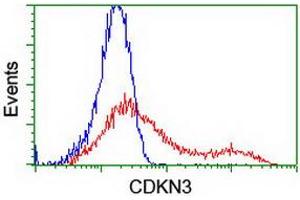 HEK293T cells transfected with either RC213080 overexpress plasmid (Red) or empty vector control plasmid (Blue) were immunostained by anti-CDKN3 antibody (ABIN2455063), and then analyzed by flow cytometry. (CDKN3 antibody)