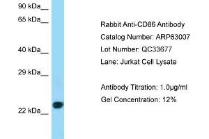 Western Blotting (WB) image for anti-CD86 (CD86) (C-Term) antibody (ABIN2789334) (CD86 antibody  (C-Term))