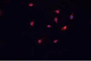 ABIN6266991 staining U-2 OS cells by IF/ICC. (COL12A1 antibody  (Internal Region))
