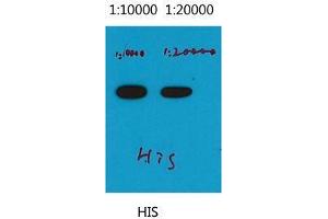 Western Blot (WB) analysis of His recombinant protein, diluted at 1) 1:10000, 2) 1:20000.