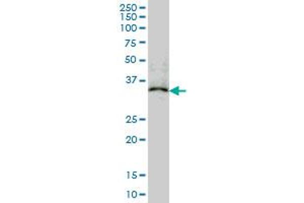 MAPRE2 antibody  (AA 1-62)