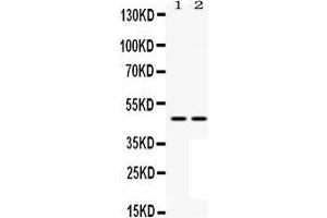 Western Blotting (WB) image for anti-Mitogen-Activated Protein Kinase Kinase 7 (MAP2K7) (AA 2-40), (N-Term) antibody (ABIN3043875) (MAP2K7 antibody  (N-Term))