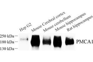 ATP2B1 antibody