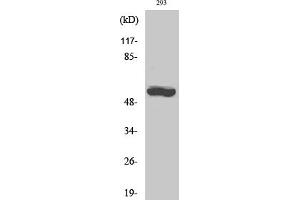 Western Blot analysis of 293 cells using CYP19A1 Polyclonal Antibody diluted at 1:1000.