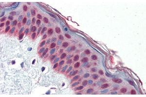 Immunohistochemistry with Human Skin lysate tissue at an antibody concentration of 5. (TCF7L1 antibody  (N-Term))