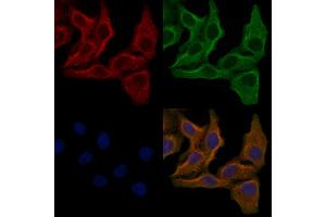 ABIN6259380 and ABIN6276144 staining Hela cells by IF/ICC.