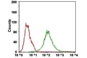 Flow Cytometry analysis of Hela cells with BACE1 monoclonal antibody, clone 3C1C3  at 1:200-1:400 dilution (Green) and negative control (Red). (BACE1 antibody  (AA 112-324))